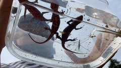 Cynops pyrrhogaster