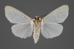 Hyphantria cunea