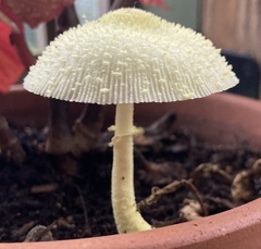 Leucocoprinus birnbaumii
