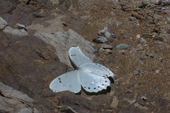 Morpho polyphemus polyphemus