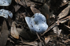 Lactarius indigo