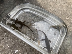 Cynops pyrrhogaster