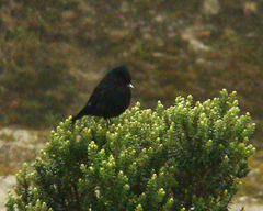Knipolegus nigerrimus