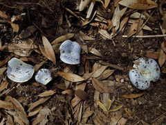 Lactarius indigo