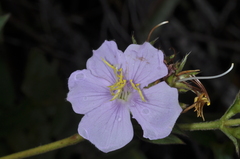 Tibouchina