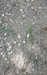 Colchicum umbrosum