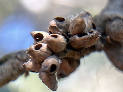 Callirhytis serricornis