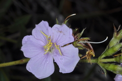 Tibouchina