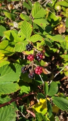 Rubus creticus