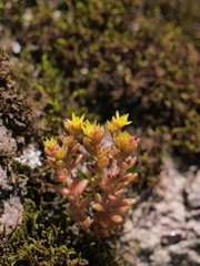 Sedum annuum