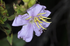 Tibouchina
