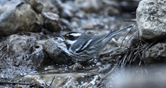 Setophaga nigrescens