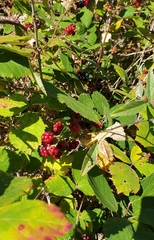 Rubus creticus