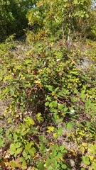 Rubus creticus