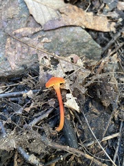 Hygrocybe cantharellus