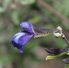 Salvia thymoides