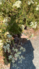 Galium angustifolium