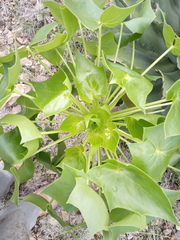 Pittocaulon praecox
