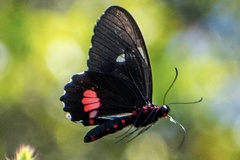 Parides iphidamas