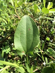 Alisma