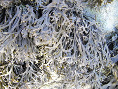 Pelvetia canaliculata