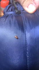 Periplaneta fuliginosa