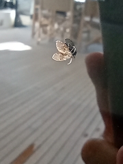 Clogmia albipunctata