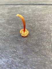 Hygrocybe cantharellus