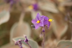Solanum ellipticum