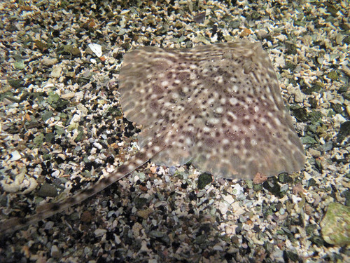 Thornback Skate, photo 3 of 10