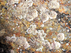Semibalanus balanoides