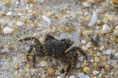 Pachygrapsus marmoratus