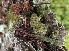 Odontoschisma sphagni