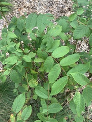 Juglans cinerea