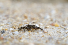 Pachygrapsus marmoratus