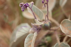 Solanum ellipticum