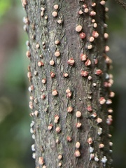 Nectria