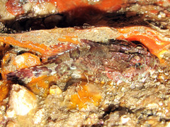 Taurulus bubalis