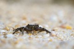 Pachygrapsus marmoratus