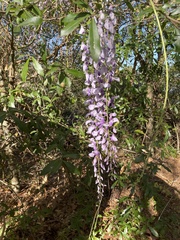 Wisteria sinensis