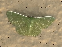 Synchlora bistriaria