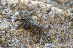 Pachygrapsus marmoratus