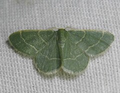 Chlorochlamys phyllinaria