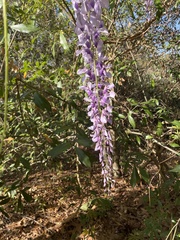 Wisteria sinensis