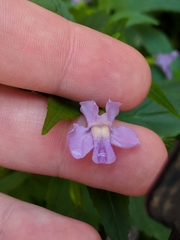 Mimulus ringens