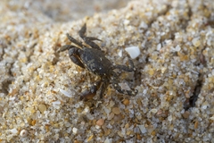 Pachygrapsus marmoratus