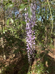 Wisteria sinensis