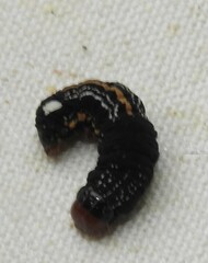 Hexorthodes accurata