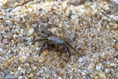 Pachygrapsus marmoratus