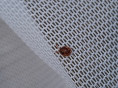 Anischys luteovarius